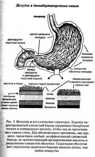 Внутренний слой желудка (рис. 5), покрывает слизь, которая на 98 процентов состоит
